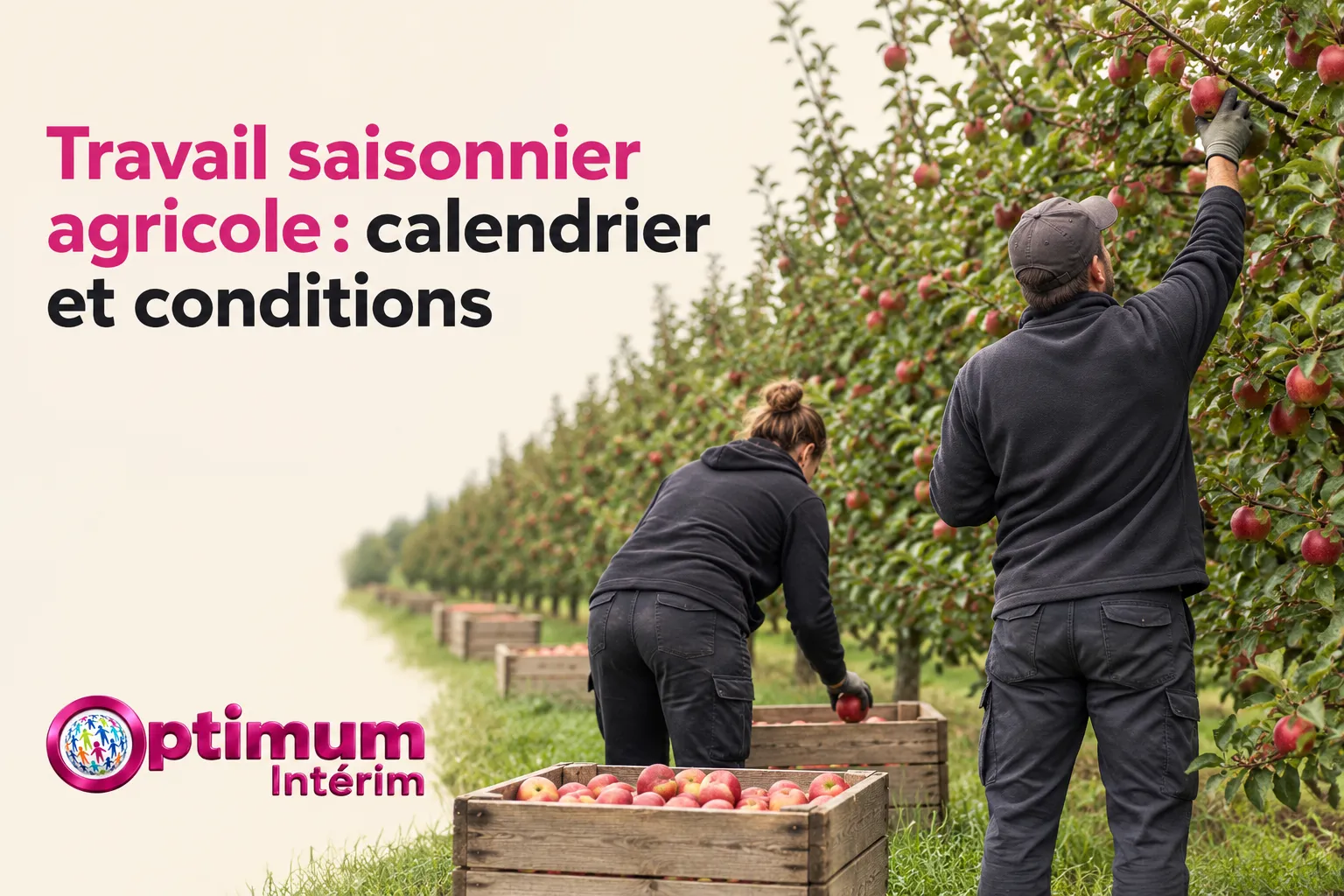 Deux travailleurs cueillent et récoltent des pommes dans une rangée de pommiers, avec des caisses pleines sur le sol.
